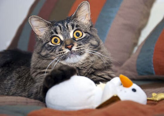 奥利维耶，那一夜，摩纳哥赌城的篮球心脏因他而狂跳