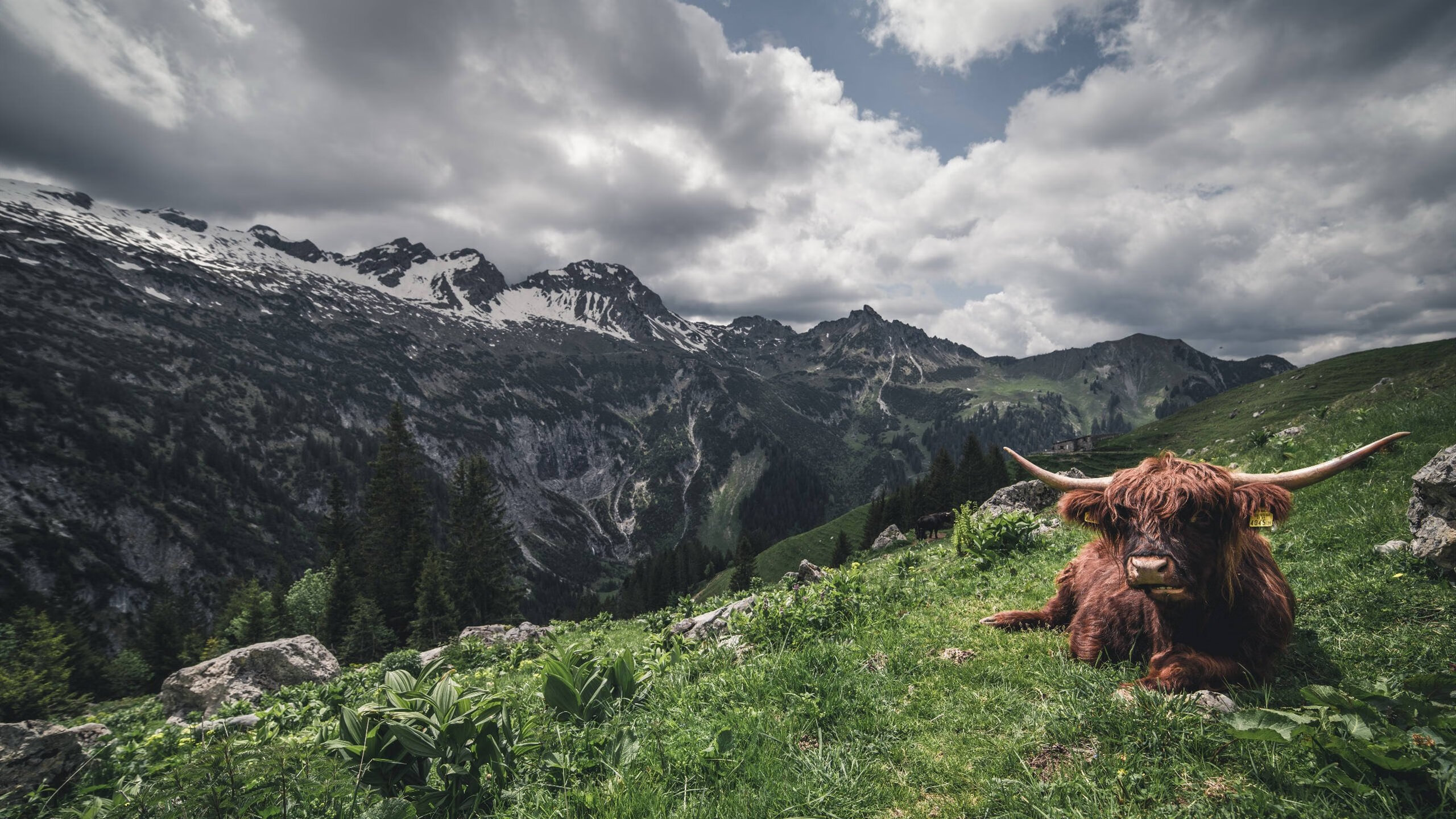 美国狂胜荷兰,卢卡库成为关键先生,改写欧洲足球格局的一夜