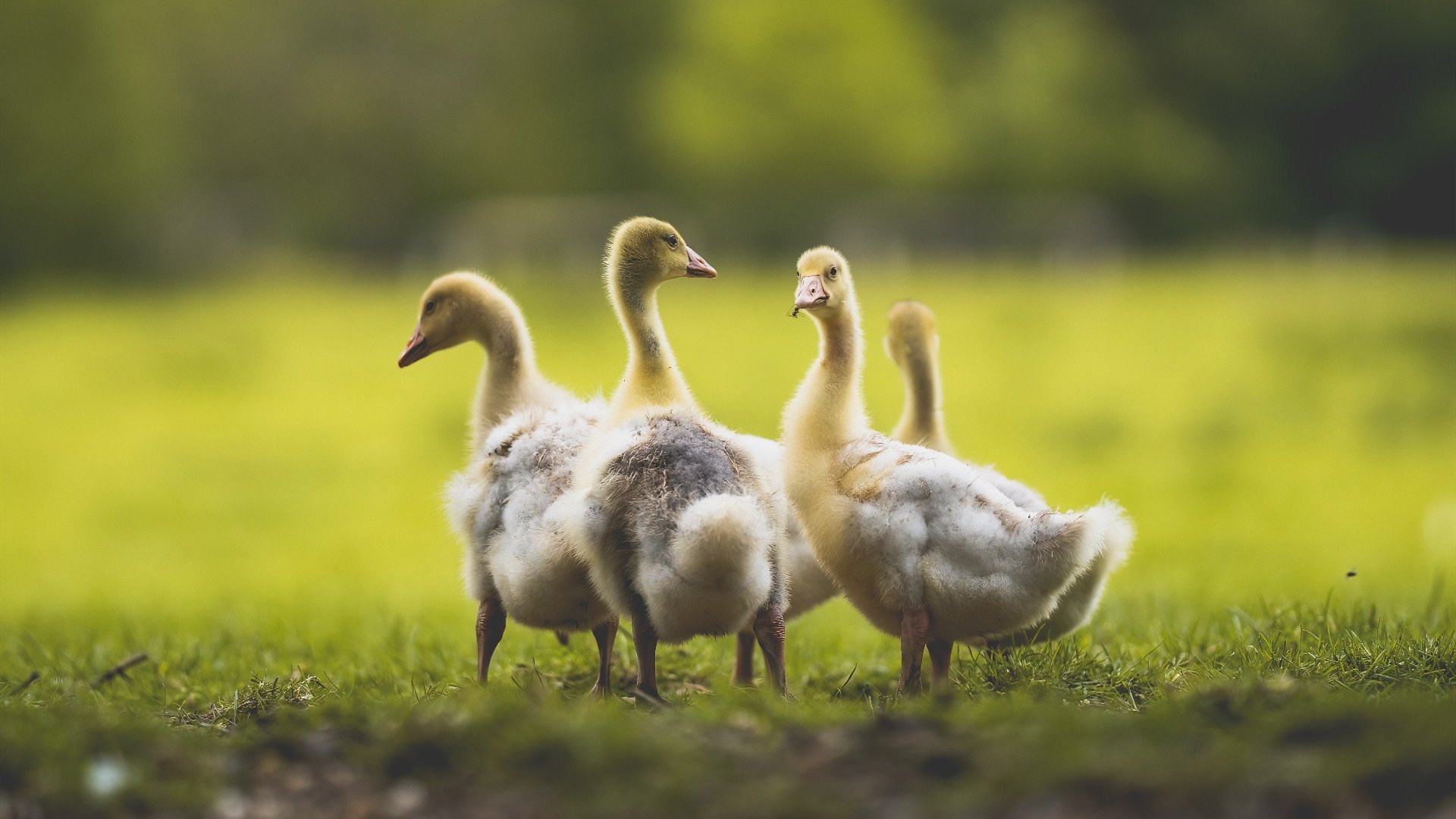 伊朗的钢铁防线与法国的一把尖刀,当整体战术遇上绝对天赋